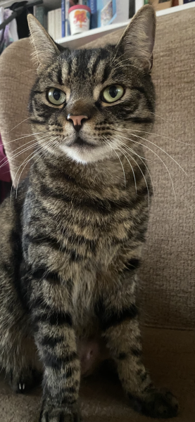 To really like tabby cats