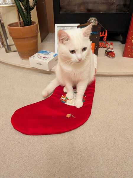 I'm getting a cat for Christmas!!