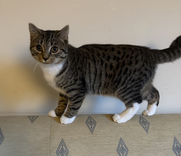 To really like tabby cats