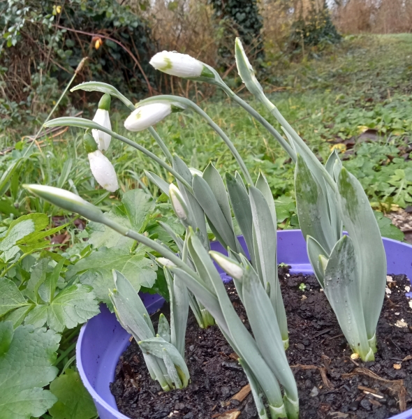 The Bluestocking: Next stop, Christmas!