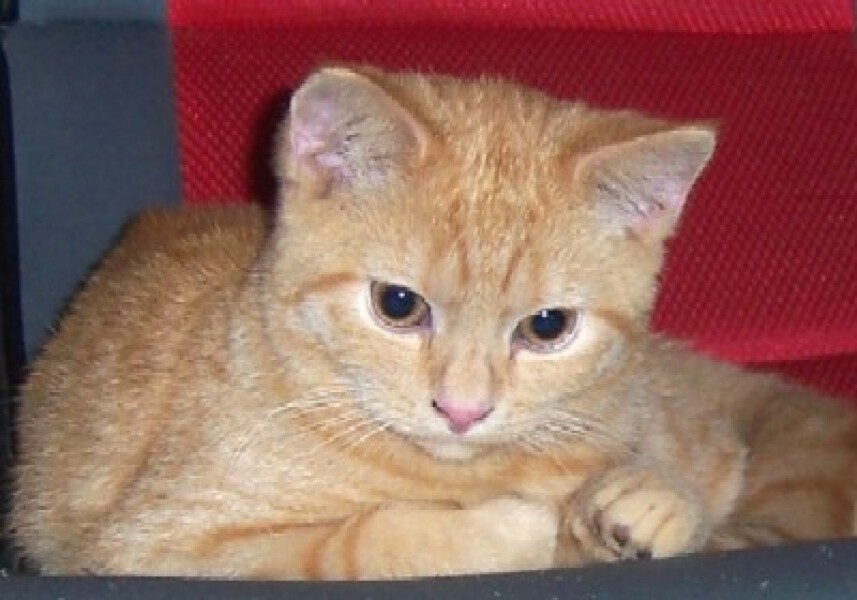 To really like tabby cats
