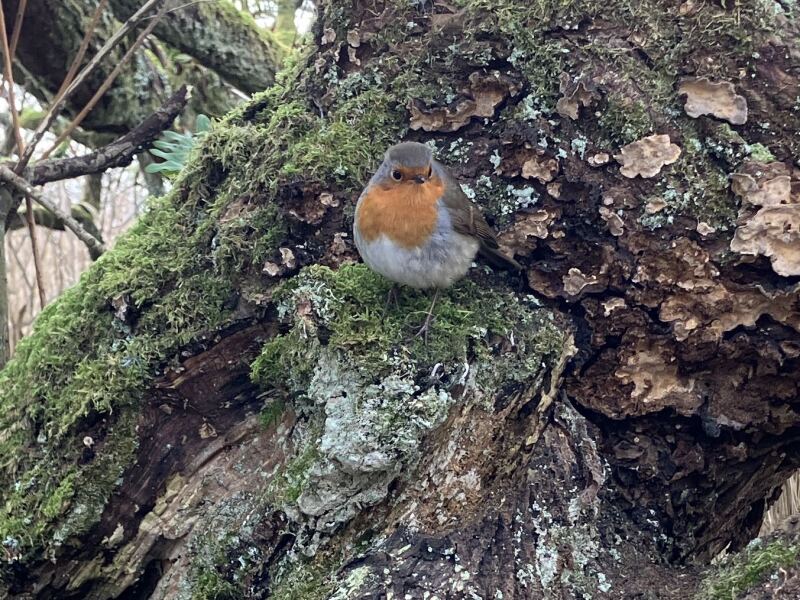 The Bluestocking Boxing Day sale: 1 gerbil for the price of 2