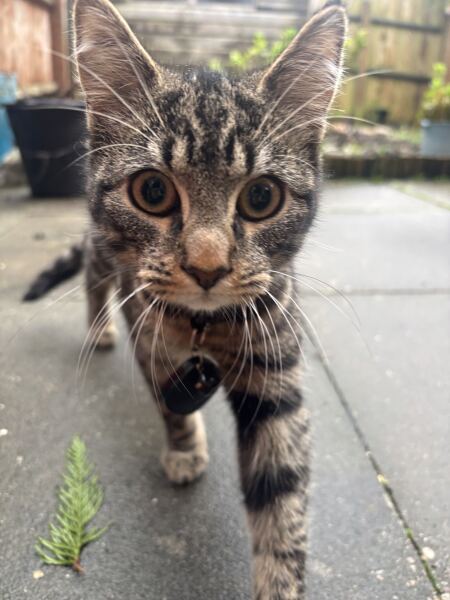 To really like tabby cats