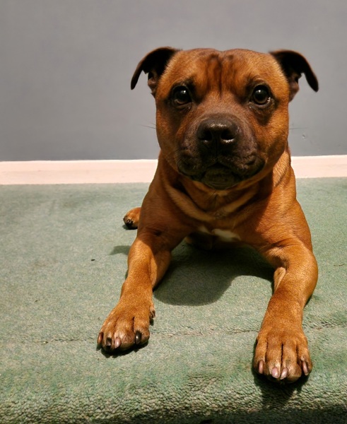 Show cocker or staffie?