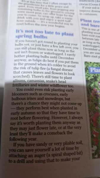 Spring bulb panic, can anyone reassure me?!