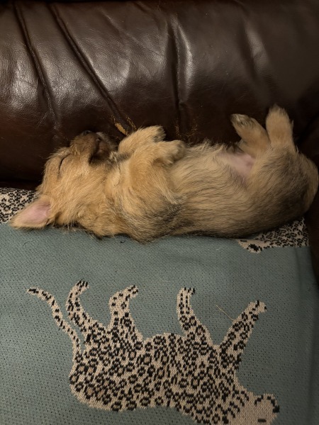 Puppy Survival Thread Autumn 2025 - all welcome!