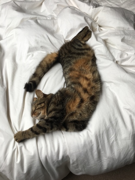 To really like tabby cats
