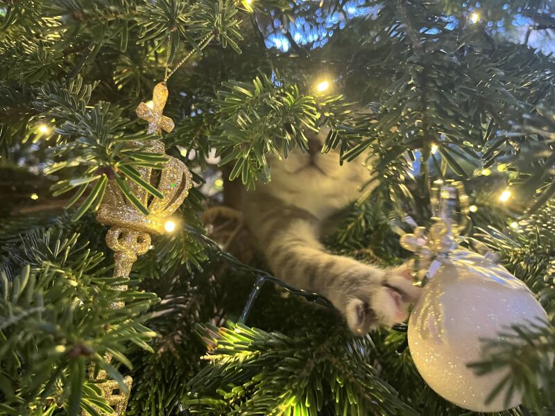 Is there a way to deter my cat from climbing and lying in my Christmas tree?!