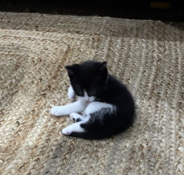 Who wants to wait whilst my kittens are born!