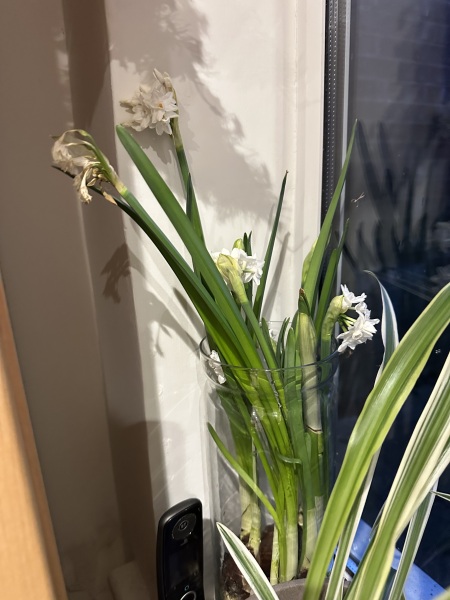 Poncetastic Christmas 2025