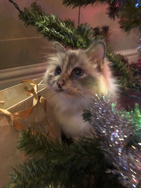 Is there a way to deter my cat from climbing and lying in my Christmas tree?!