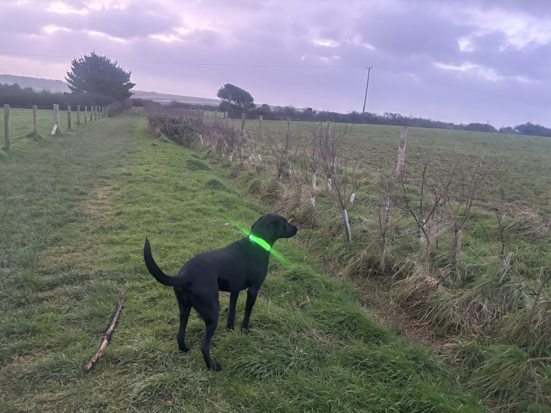 The Nigel Slater Christmas Chronicles readalong 2025 - Part 2