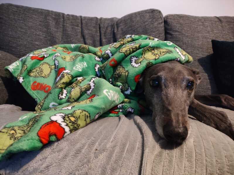 Adopted dogs first Christmas at home - who’s joining?