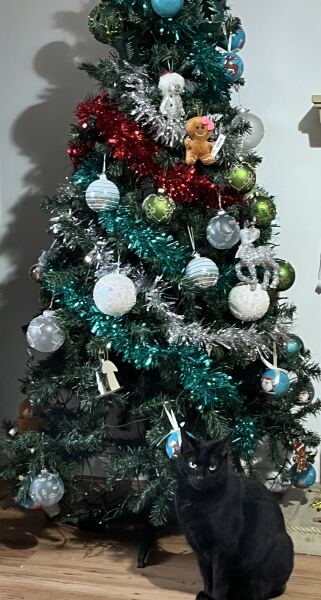 Kittens & Christmas Trees