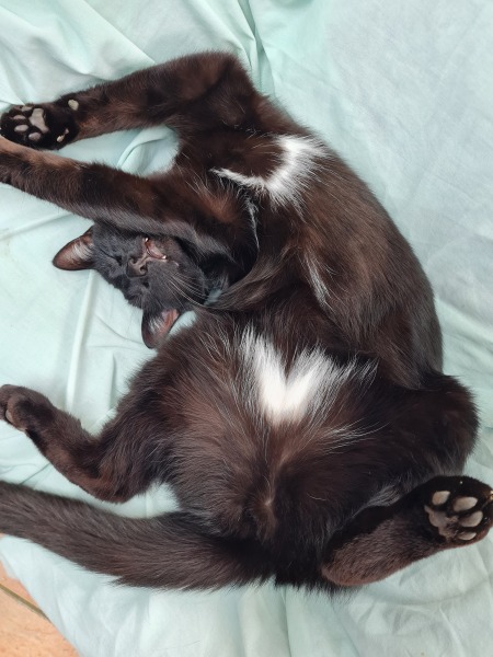 Someone shot my cat yesterday
