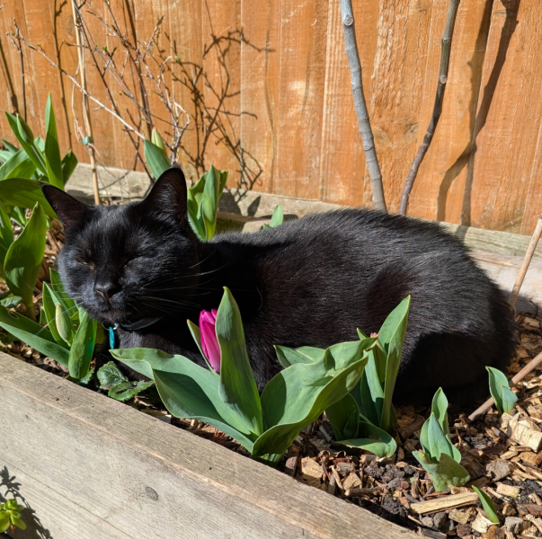 What have you done in the garden today? Part 7