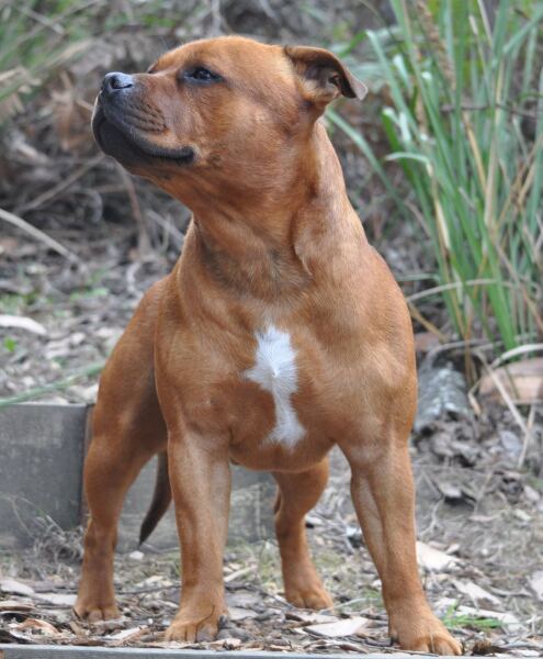 Show cocker or staffie?