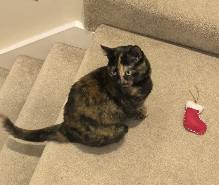 Cat threw up on the Christmas tree, fml