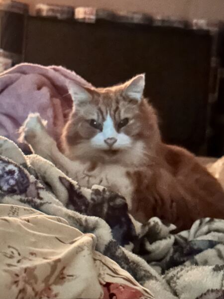 Handhold needed - old cat emergency vet visit shortly