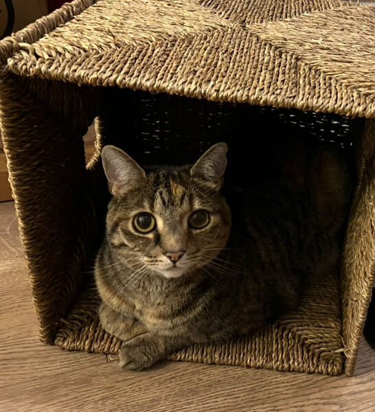 To really like tabby cats