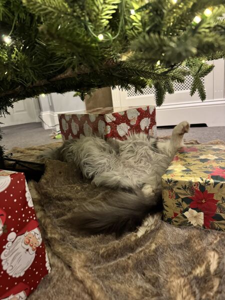 AMA. It’s my birthday. I’m quite drunk. Unhinged Qs only pls.