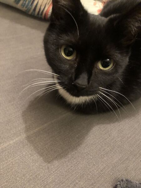 Was anyone else daft enough to take on an unspayed cat?