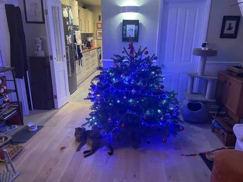 Is there a way to deter my cat from climbing and lying in my Christmas tree?!