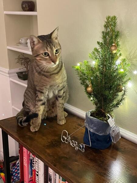 Introducing Marvin the Mau