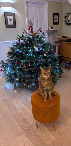 Is there a way to deter my cat from climbing and lying in my Christmas tree?!
