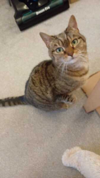 To really like tabby cats