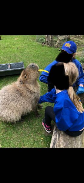 Stroke a Capybara