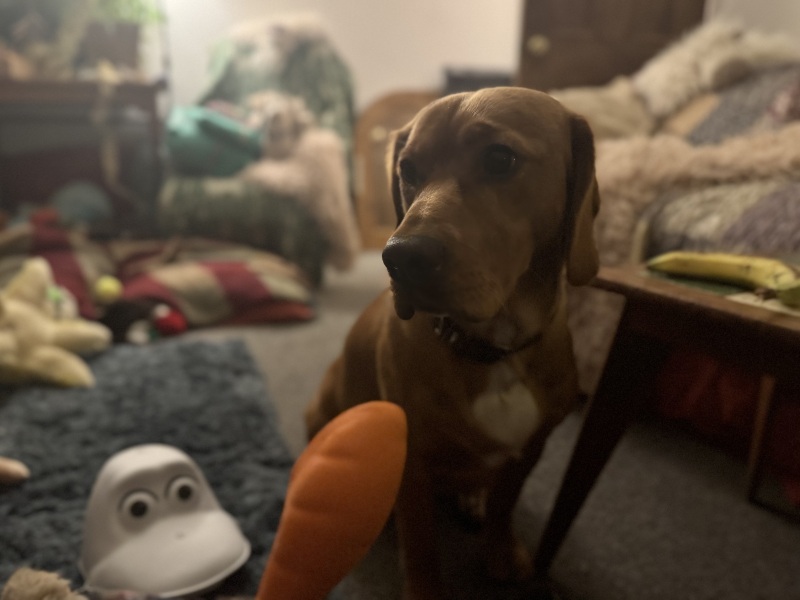 How is your dog ruining Christmas (light hearted!)