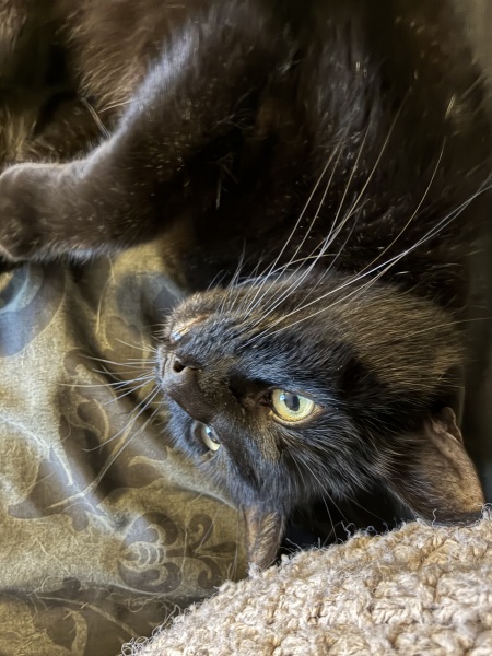 Prison Dramas, Bands and Ouija Boards - the Excellent Cats audition, sing and plot