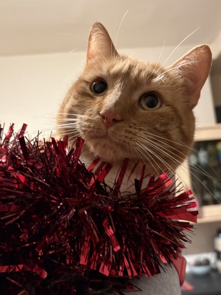 Moving from sachets to tinned food