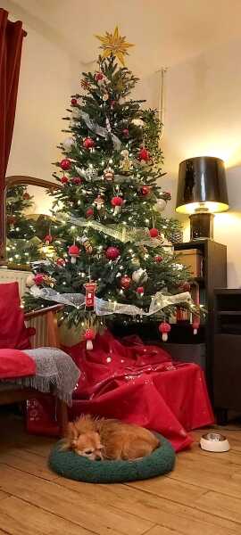 The Nigel Slater Christmas Chronicles readalong 2025 - Part 2