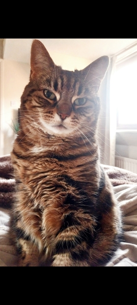 To really like tabby cats