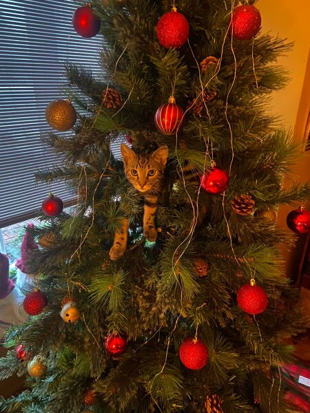 Is there a way to deter my cat from climbing and lying in my Christmas tree?!