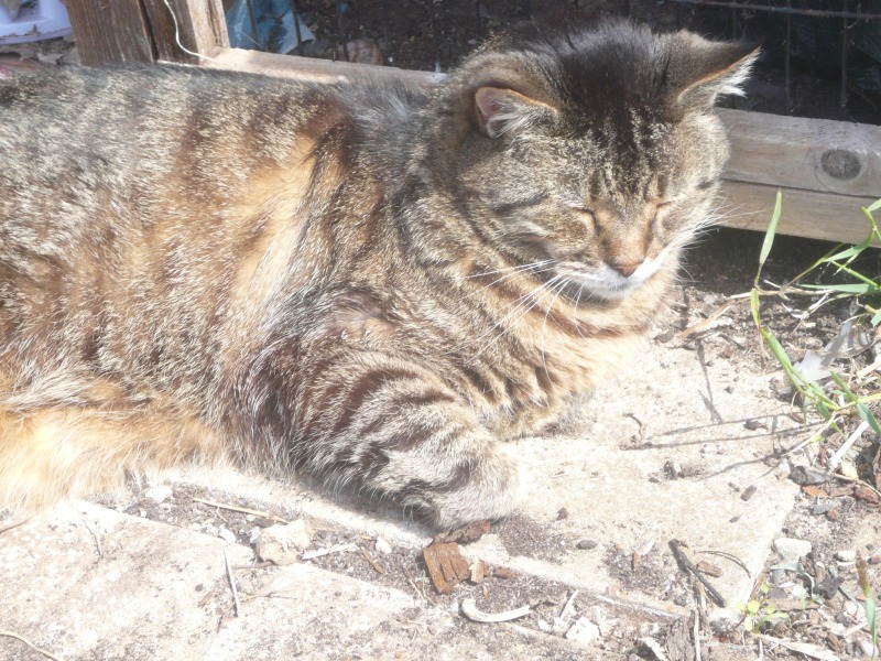 To really like tabby cats