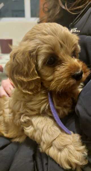 We need a name for our puppy (photo included)