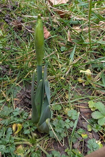 What have you done in the garden today? Part 7