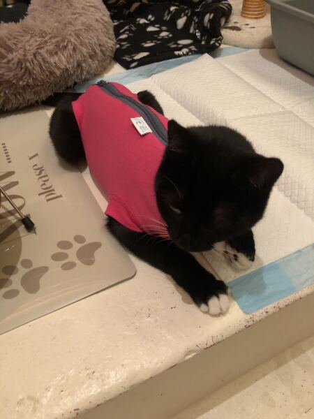 Was anyone else daft enough to take on an unspayed cat?