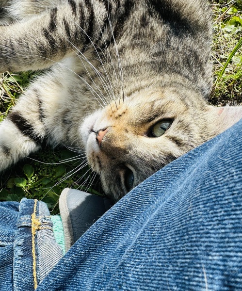 To really like tabby cats