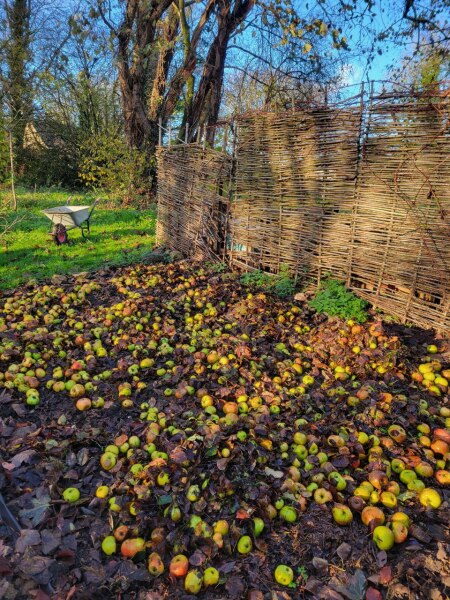 What have you done in the garden today? Part 7