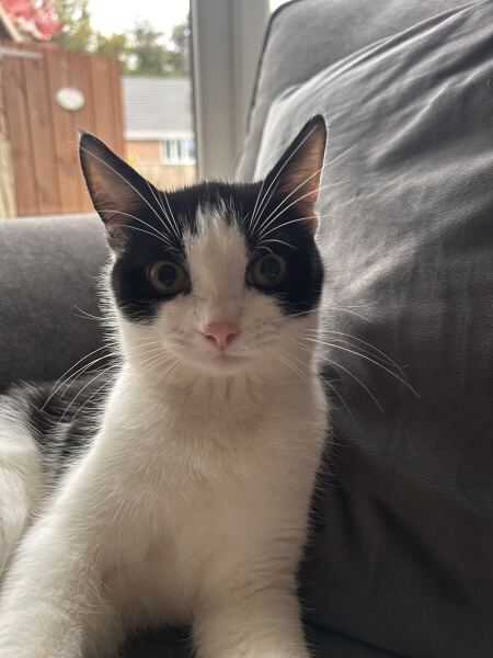 Has anyone discovered a really good cat toy?