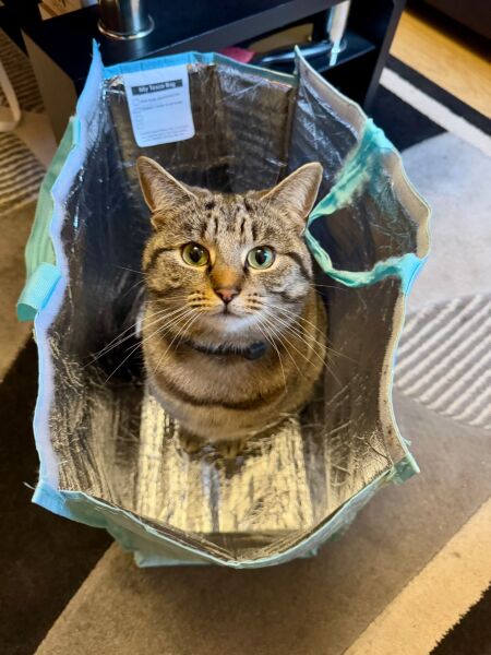 To really like tabby cats