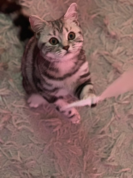 To really like tabby cats