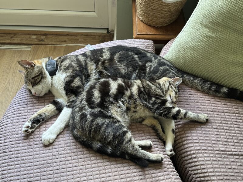 To really like tabby cats