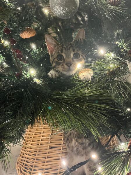 Is there a way to deter my cat from climbing and lying in my Christmas tree?!