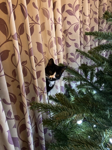 Thread 40 Starmer: Prettig Kerstfeest, Nollaig Shona, Hyvää Joulua, Nadolig Llawen ,圣诞快乐, God Jul, Feliz Navidad, Bouan Noué, Nollaig Chridheil.