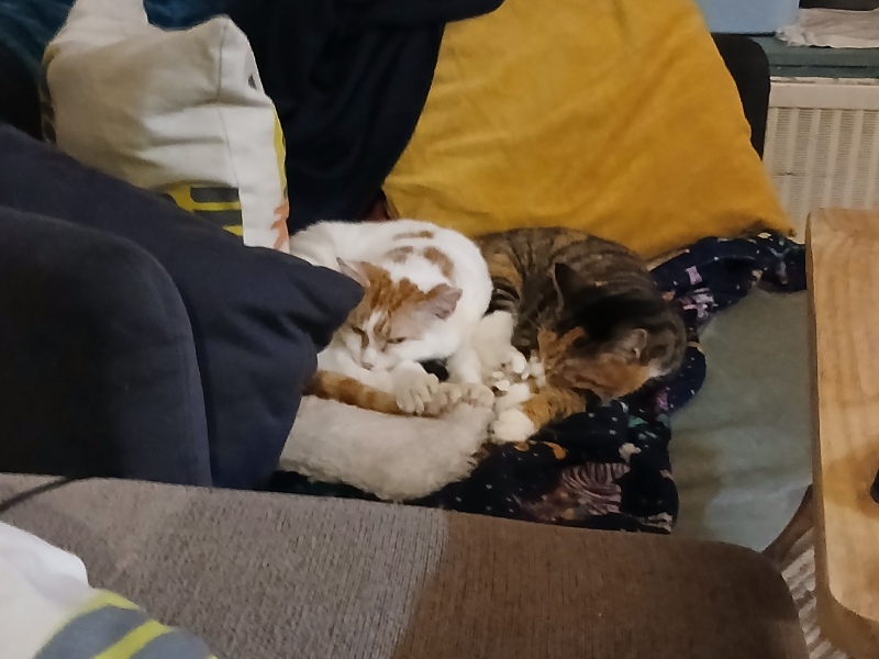 To really like tabby cats